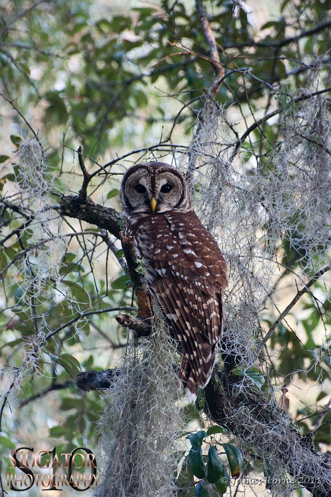Barred owl-06-091811.JPG